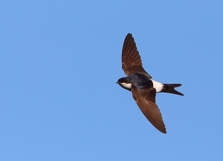 British House Martins are late back to breeding sites - BirdGuides