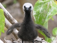 Ringgold Isles Rat Eradication — Customary Landowner-Led Seabird Recovery (Fiji)