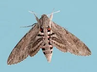 tobacco hawk moths feed exclusively Convolvulus hawk-moth feeding on jasmine Stock Photo Cigarettes and alcohol ... and