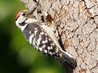 Lesser Spotted Woodpecker sightings urgently sought - BirdGuides