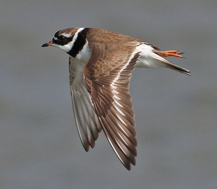 March ID tips Little Ringed and Ringed Plovers BirdGuides