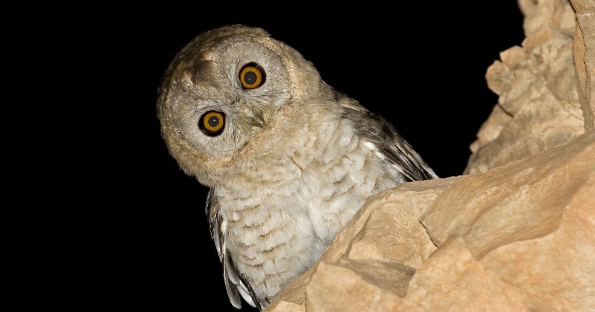Desert owls get complicated BirdGuides