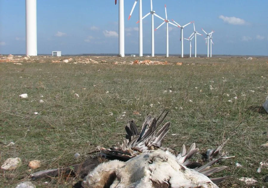 Where not to put wind turbines: researchers map European danger zones - Birdguides