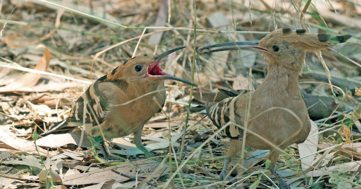 Hoopoes protect eggs with bacteria BirdGuides