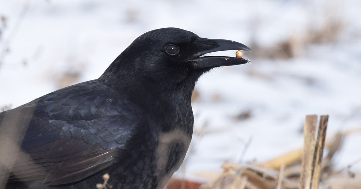 Citizen science shows that crows bully ravens BirdGuides