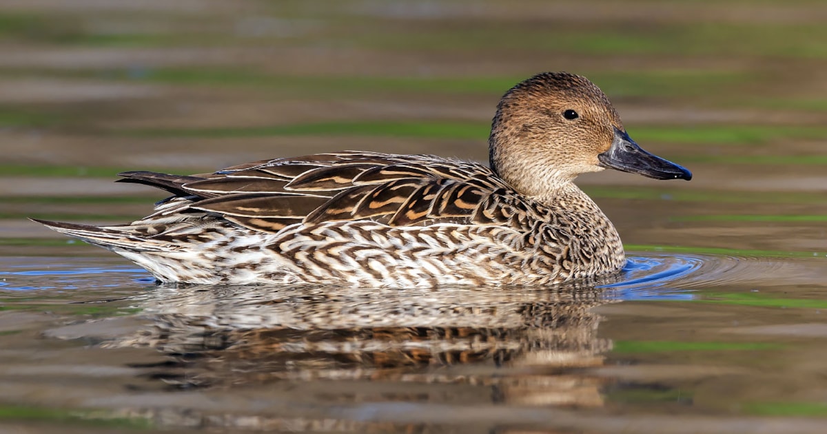 Female dabbling duck photo ID guide BirdGuides