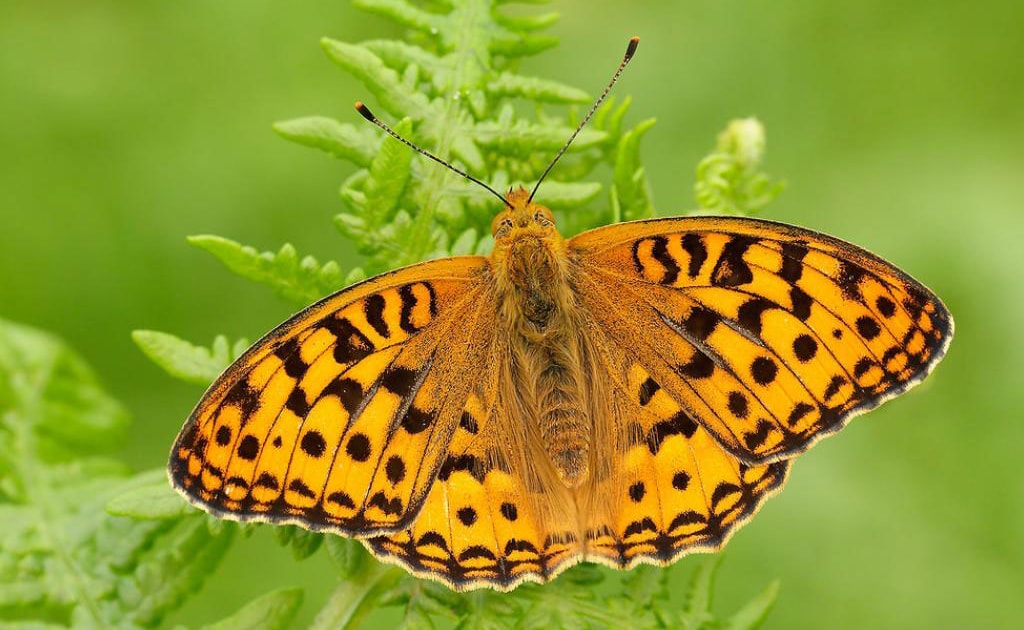 Study identifies British butterflies most threatened by climate change