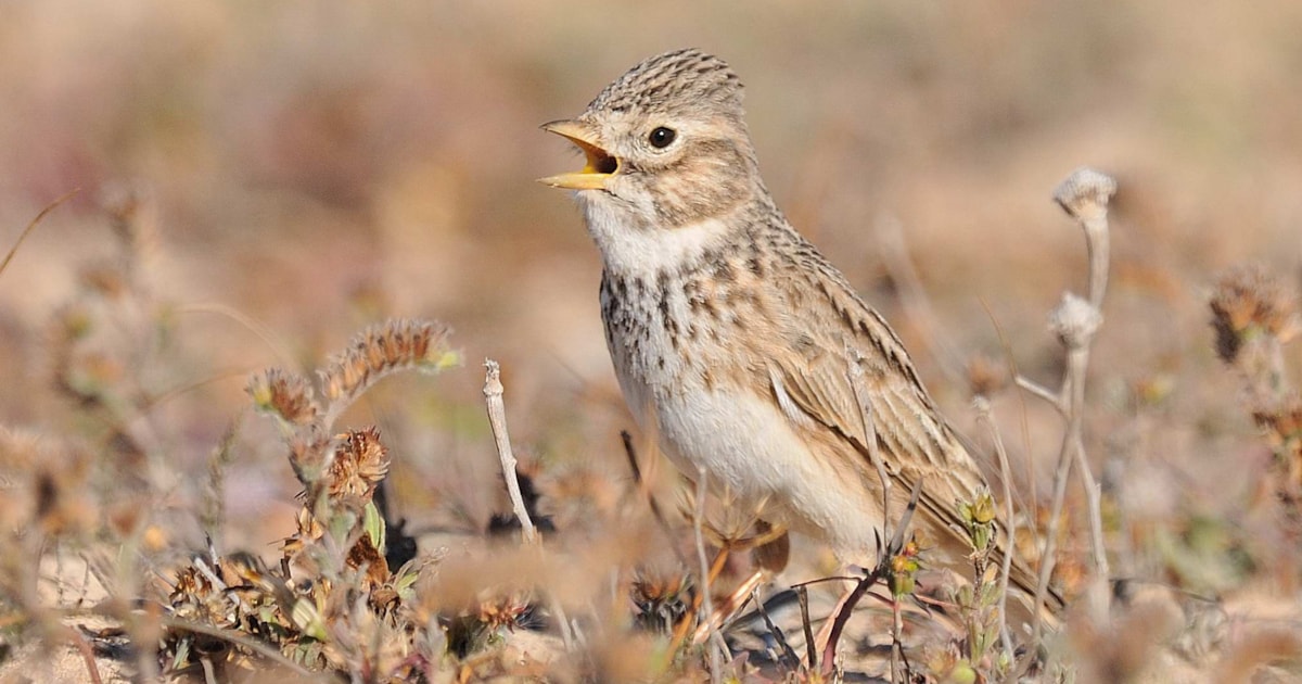 Lesser Shorttoed Lark consists of two species BirdGuides