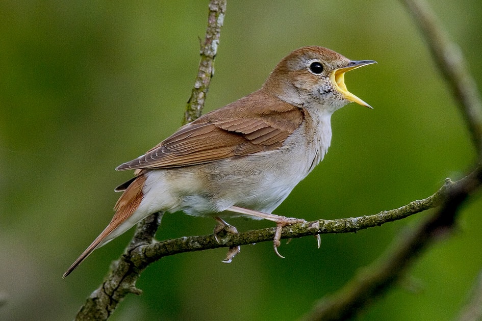Celebrating nightingales BirdGuides