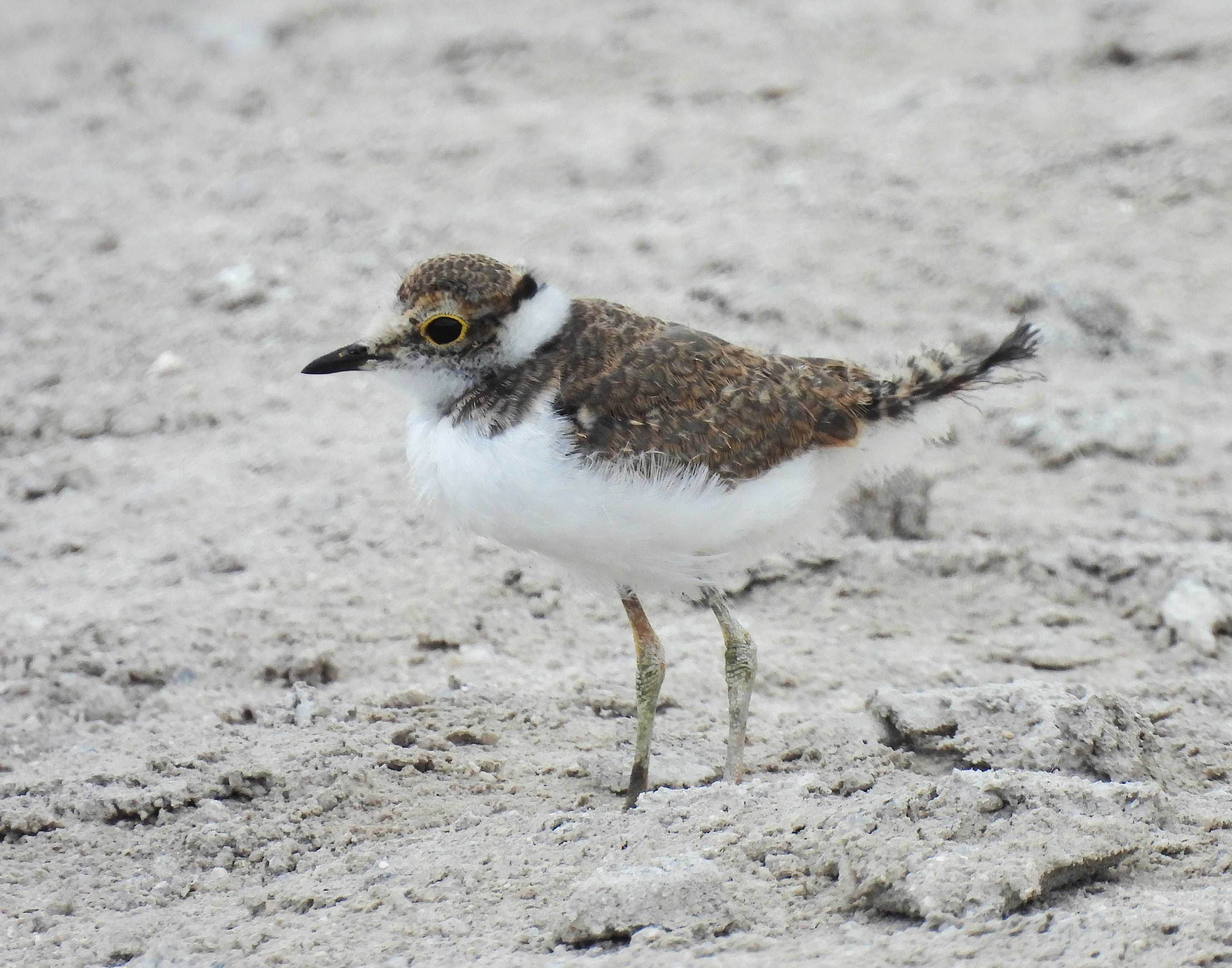 First successful nesting of Little Ringed Plover in Cornwall BirdGuides