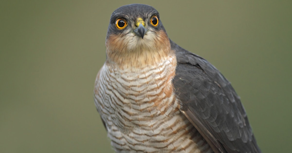 Sparrowhawks in Scottish cities fare better than rural