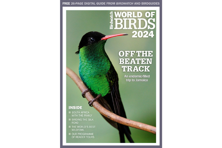 World of Birds 2024 where to go on holiday as a birder BirdGuides
