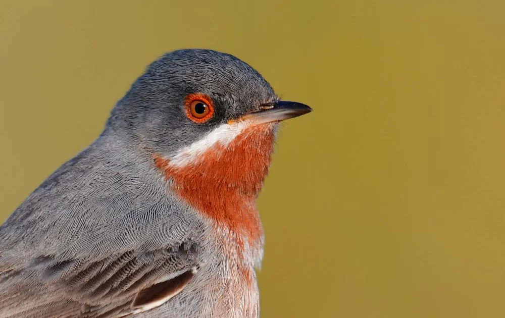 confirm subalpine warbler complex as three species BirdGuides
