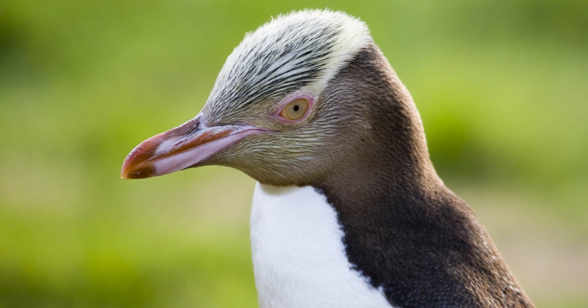 Yelloweyed Penguin voted New Zealand's bird of the year BirdGuides