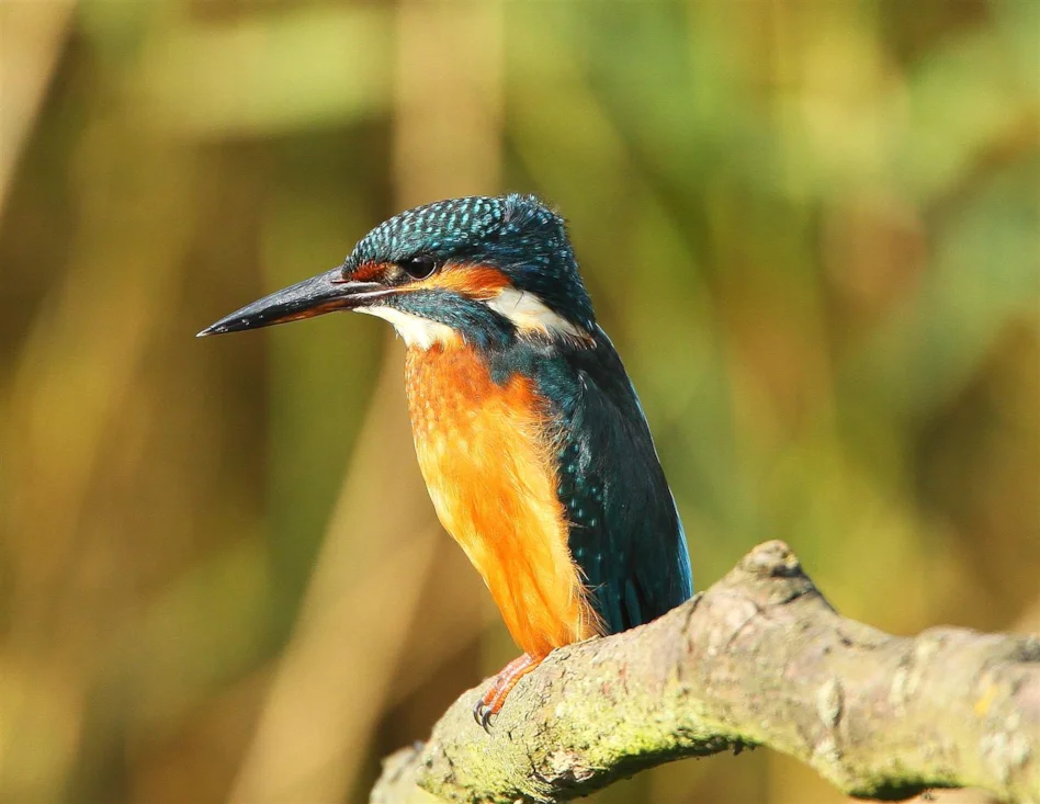 Time for the hunt. Both the kingfisher and I hunt at the same time #живая_природ