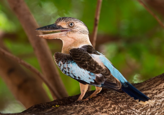 blue winged kookaburra by