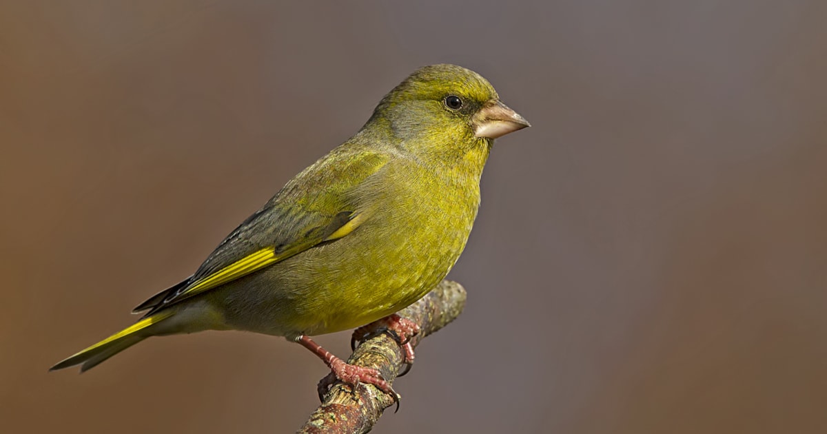 Greenfinch destined for UK Red List? - BirdGuides