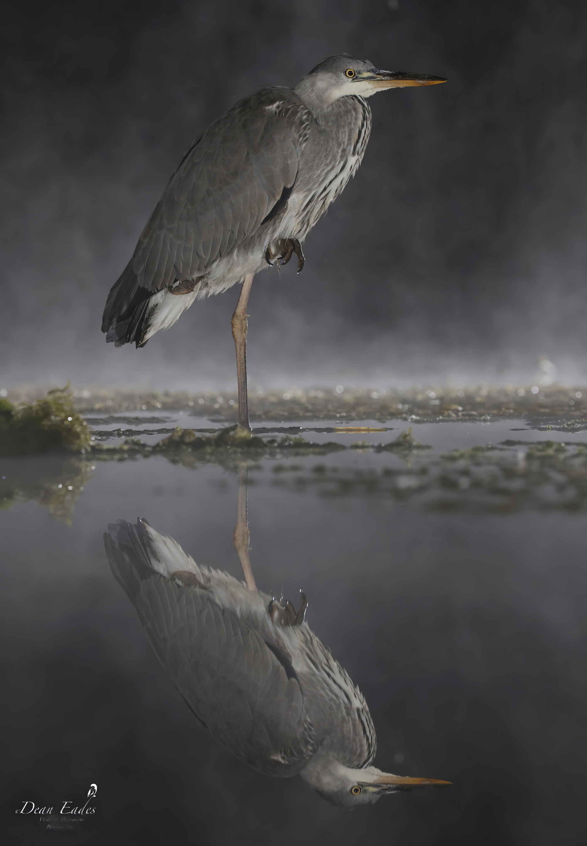 Grey Heron by Dean Eades BirdGuides