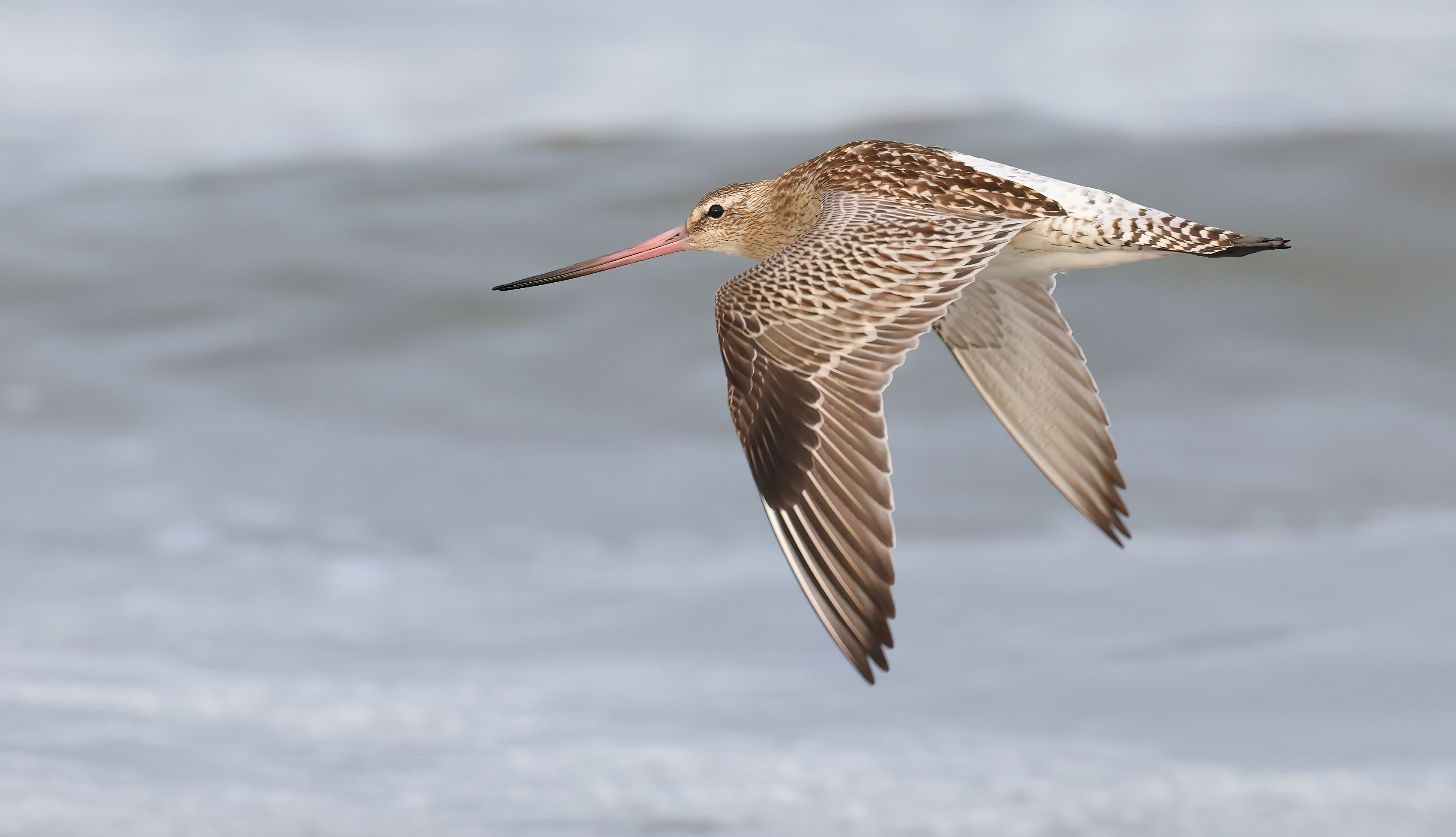 Young godwit sets new flight record - BirdGuides