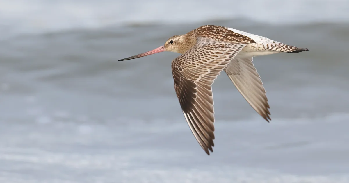 Young godwit sets new flight record - BirdGuides
