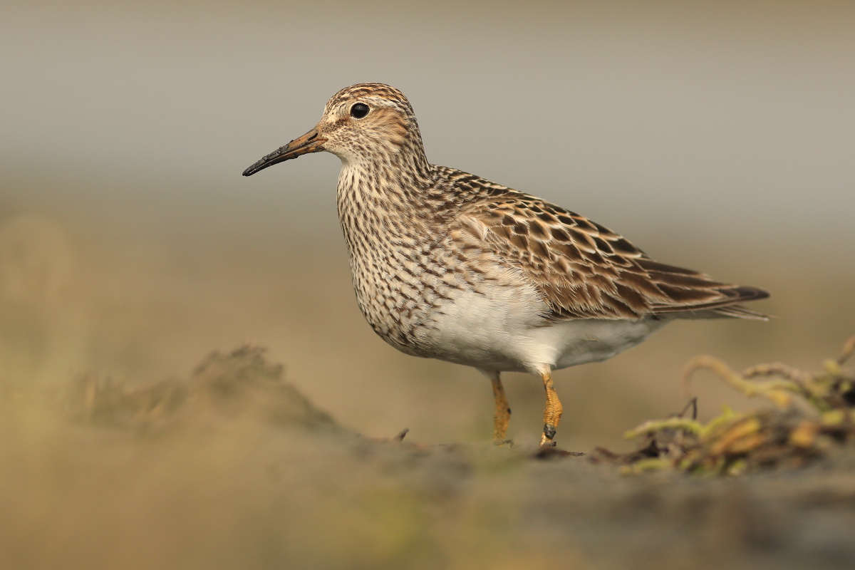 calidris melanotos Pectoral Sandpiper main image 0