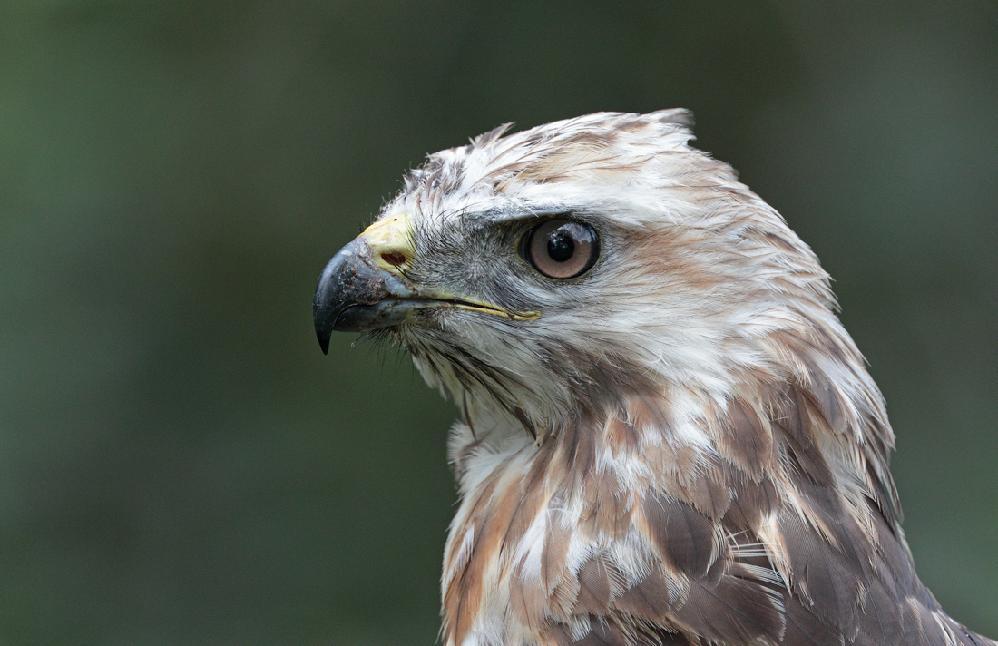 Another bird of prey shot in Essex BirdGuides