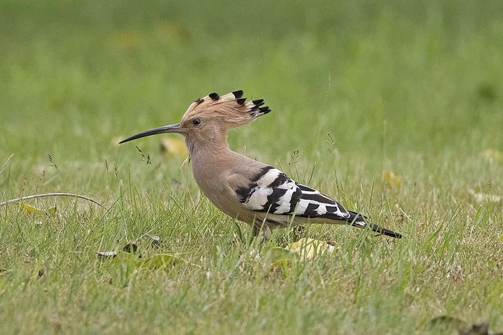 Hoopoe by Andrew Moon BirdGuides