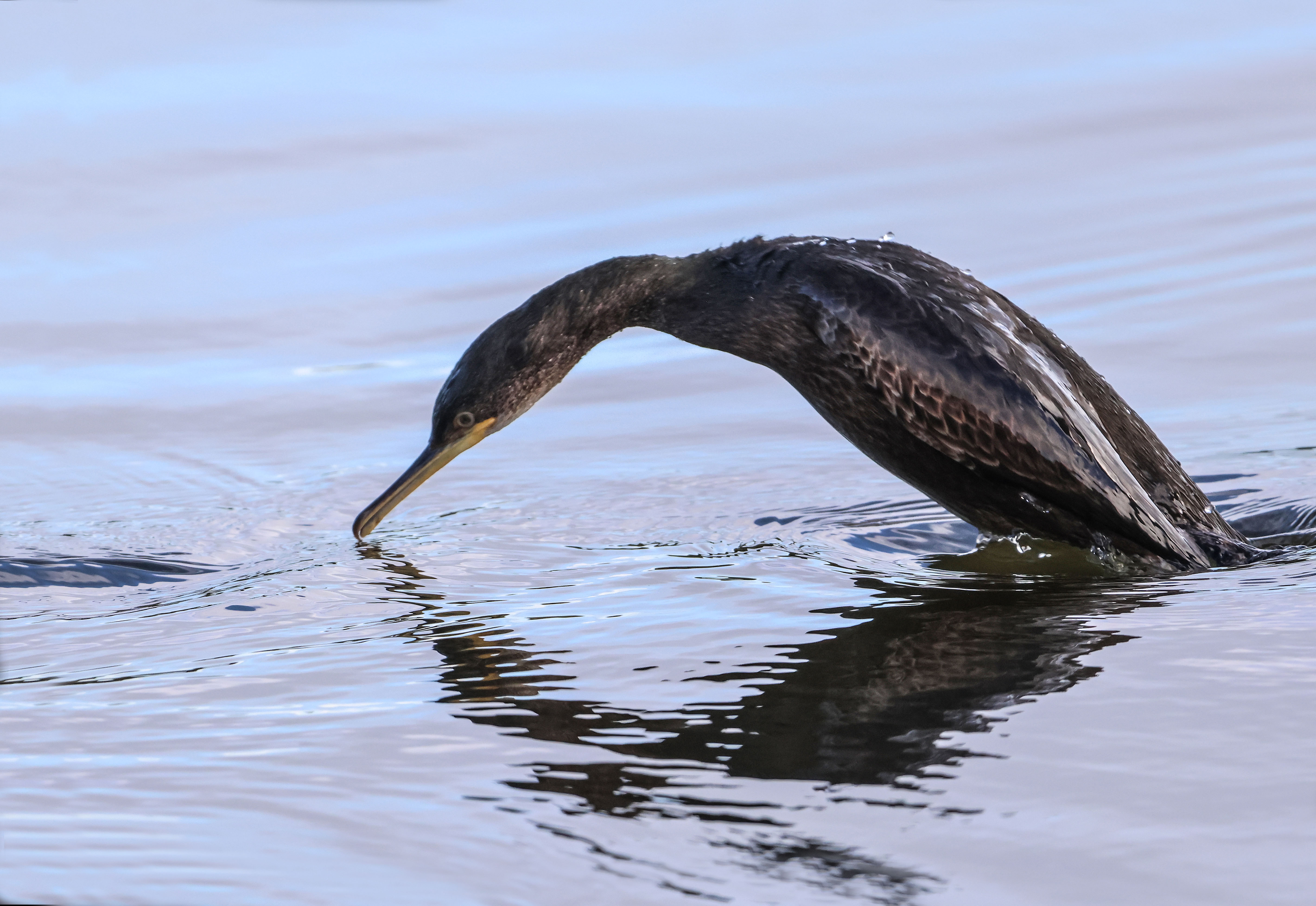 Great Cormorant by Richard Mills BirdGuides