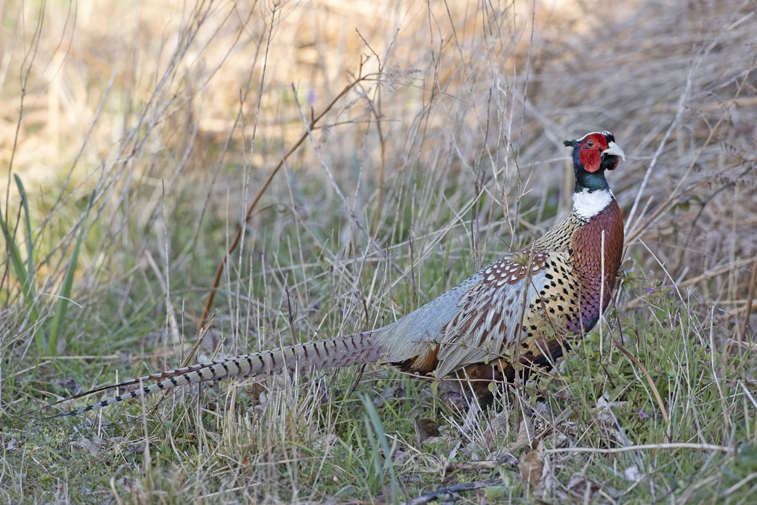 Common Pheasant by Andrew Moon BirdGuides