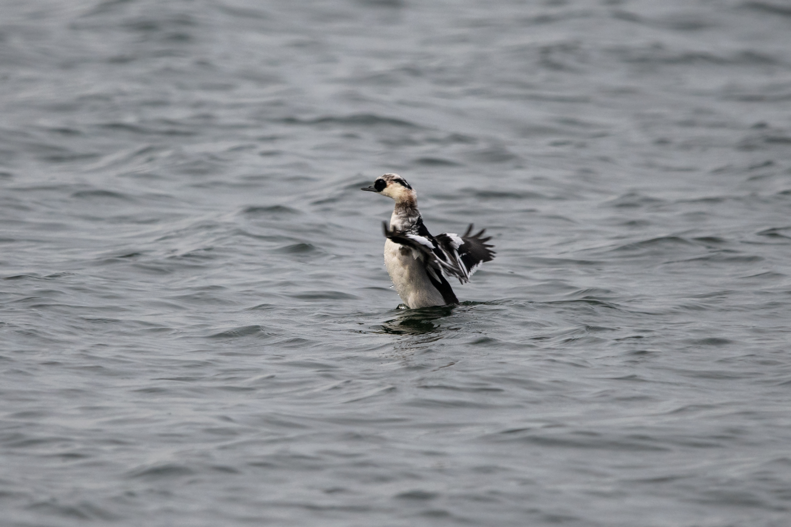 Smew by Gazzm BirdGuides
