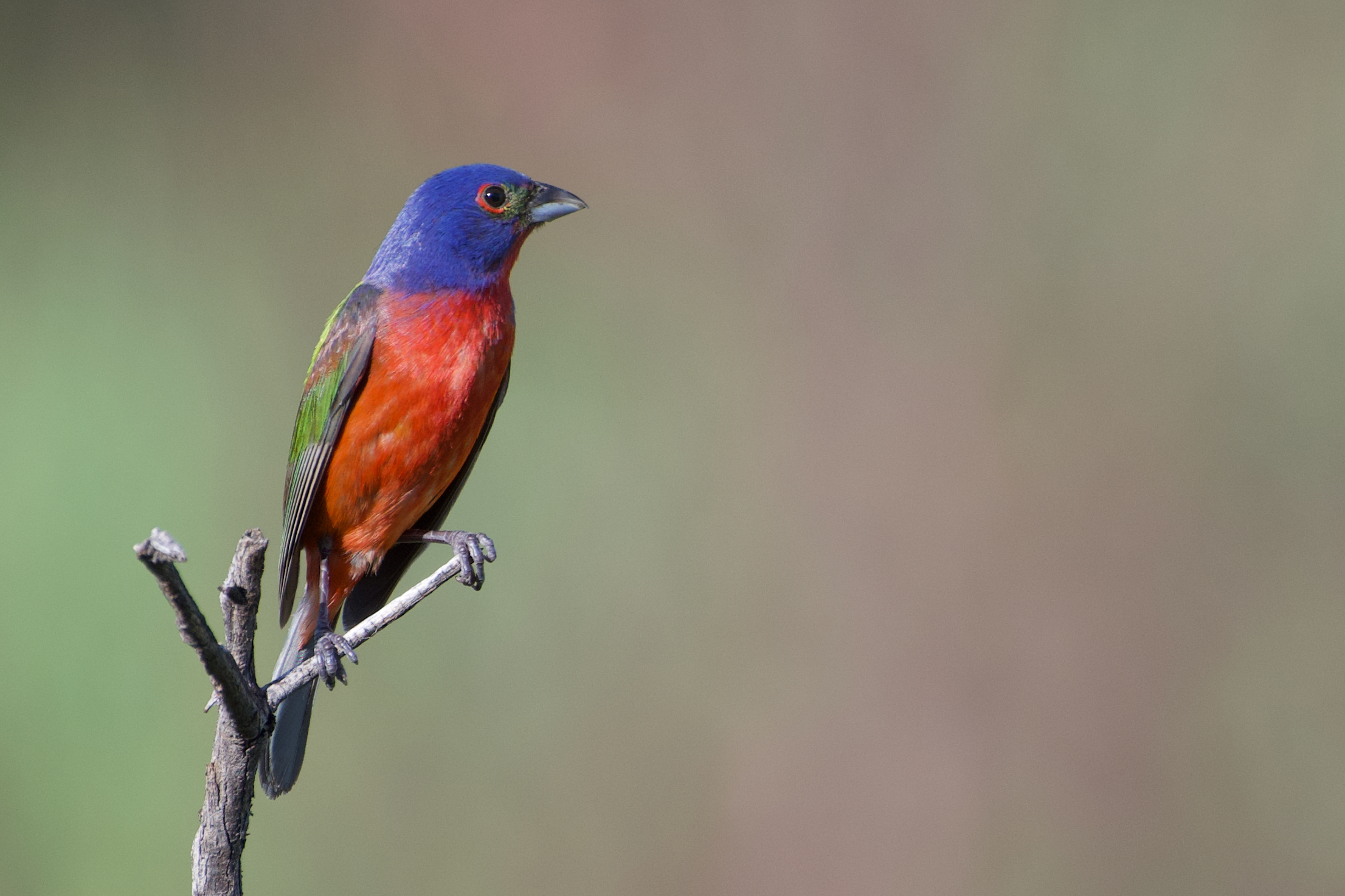 New understanding of migratory connectivity in Painted Bunting BirdGuides