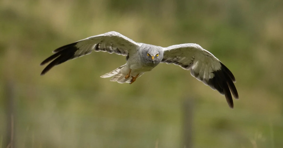 Credibility Of Hen Harrier Brood Management Scheme Questioned Birdguides