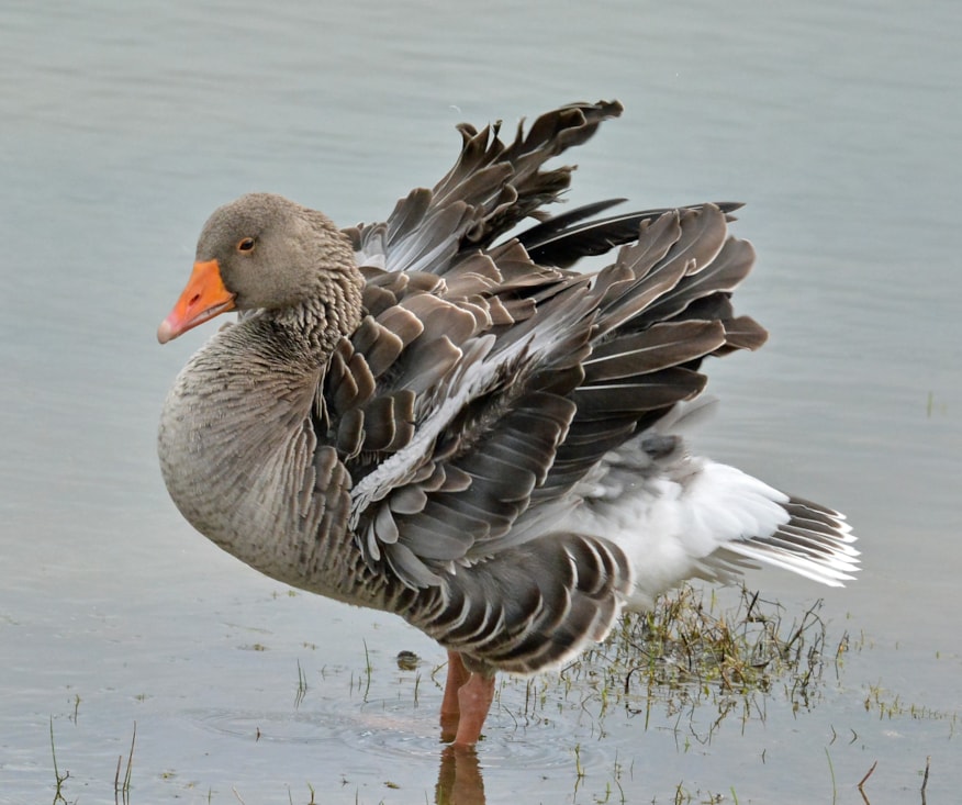 Greylag Goose by Chris Nicholls BirdGuides