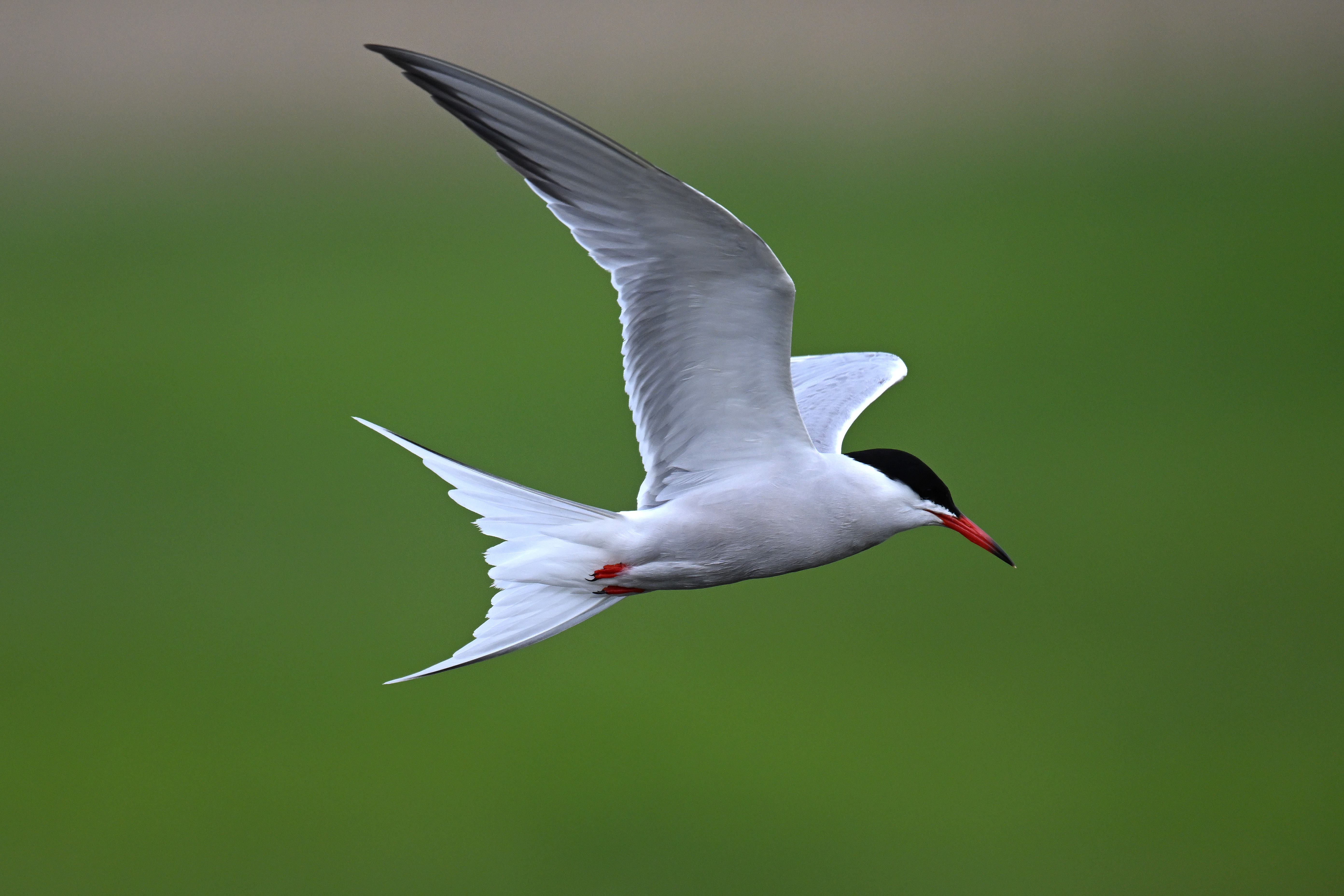 Suspected bird flu outbreak at RSPB Saltholme BirdGuides