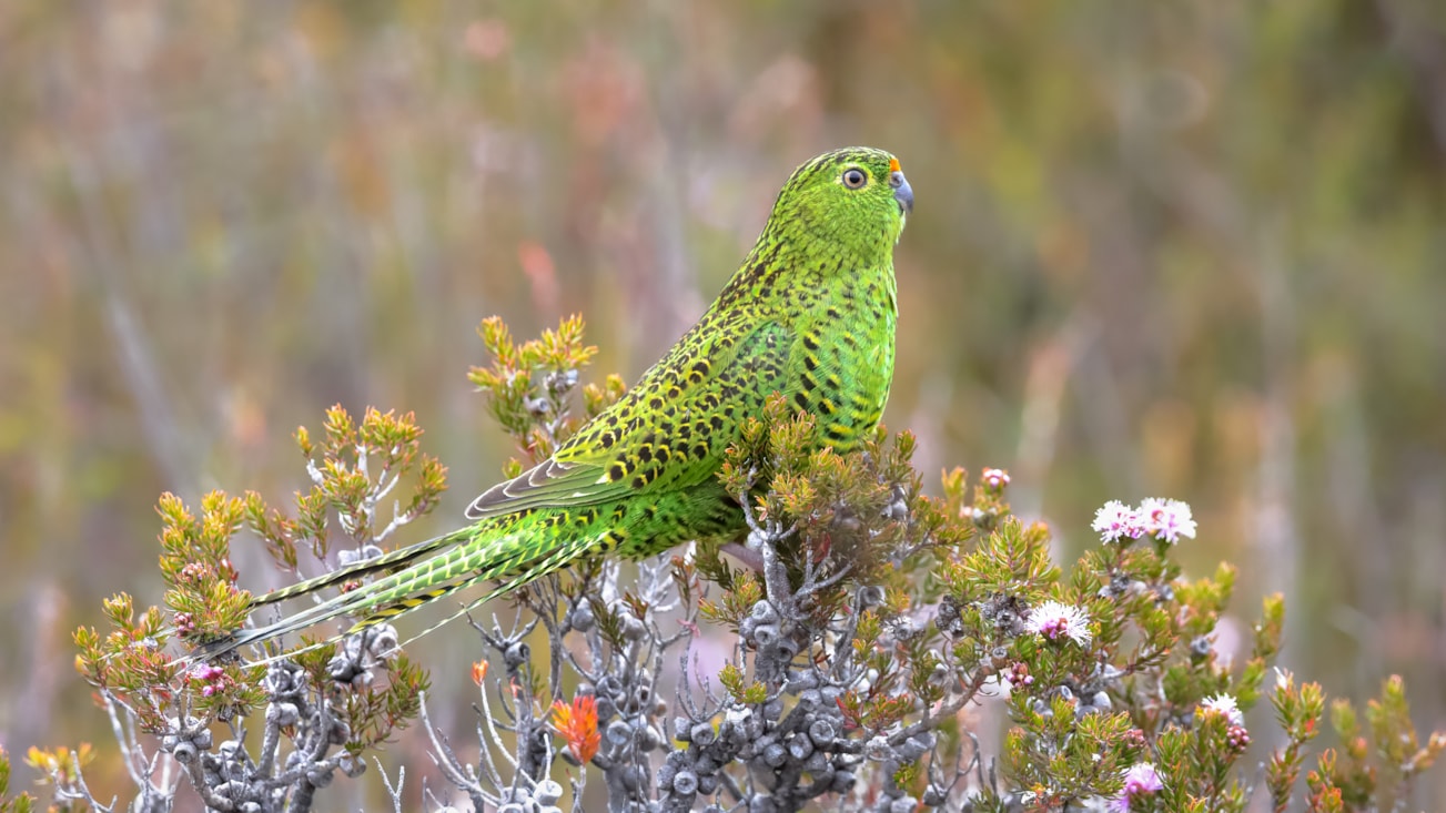 eastern-ground-parrot-by-chris-young-birdguides