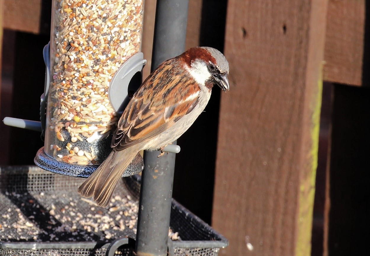 Pecking order at garden bird feeders revealed BirdGuides