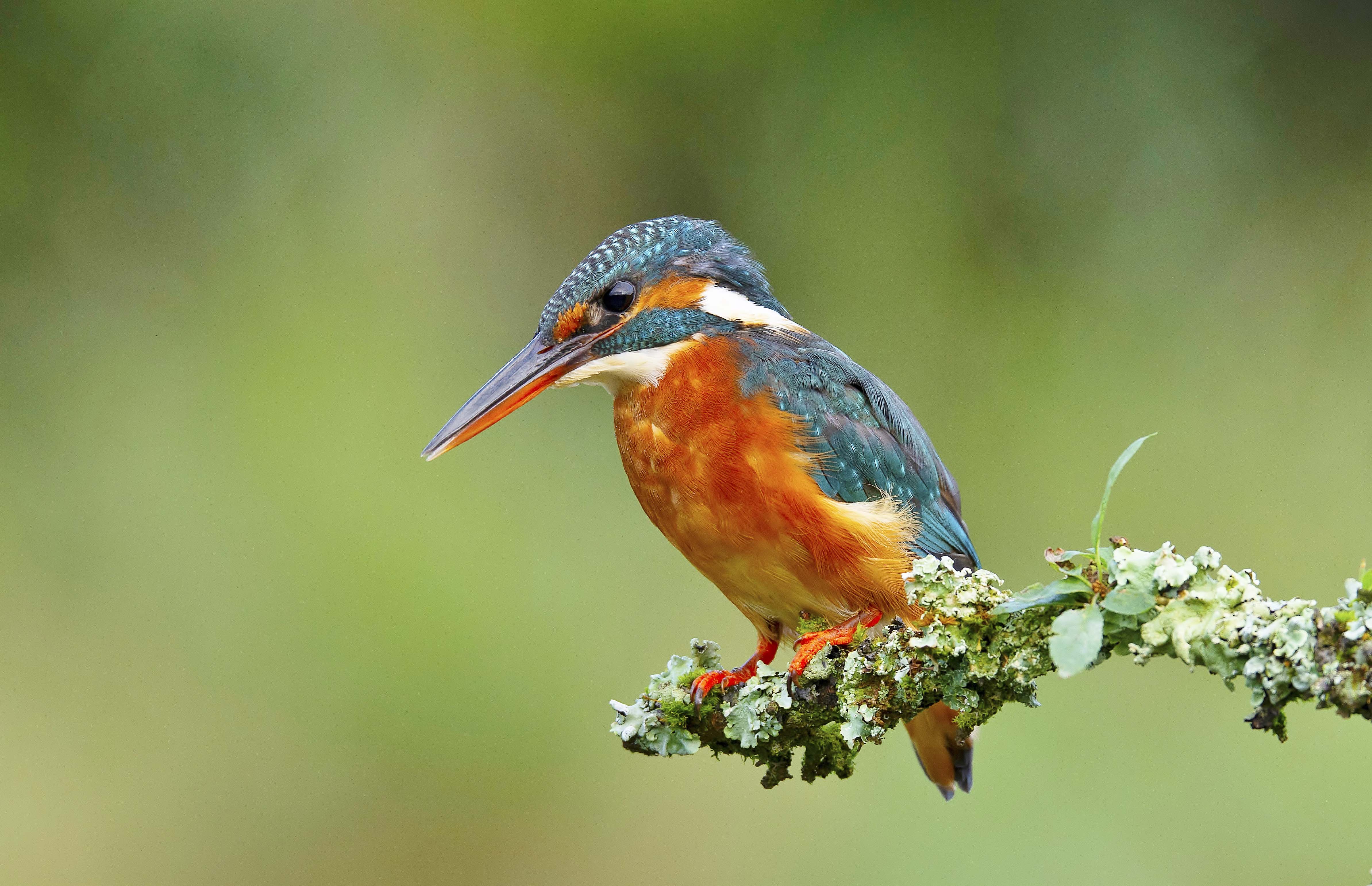 Being around birds linked to higher happiness levels BirdGuides