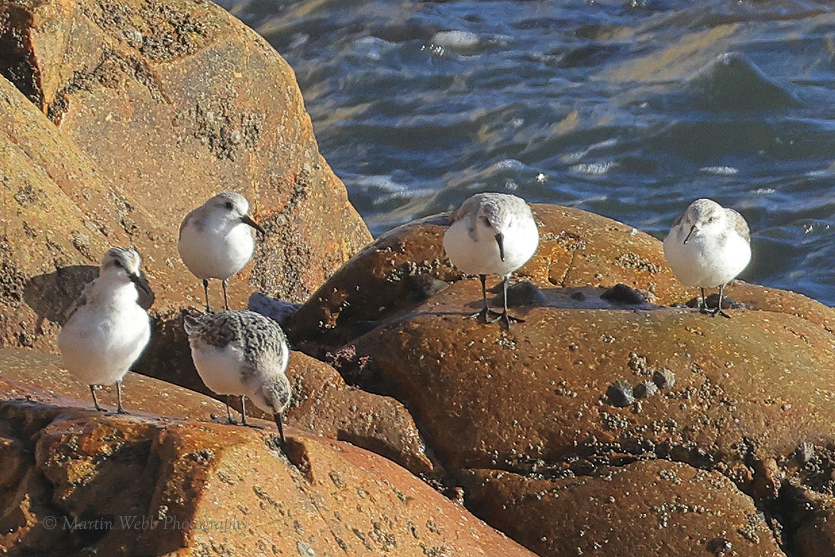 Sanderling by Martin b BirdGuides