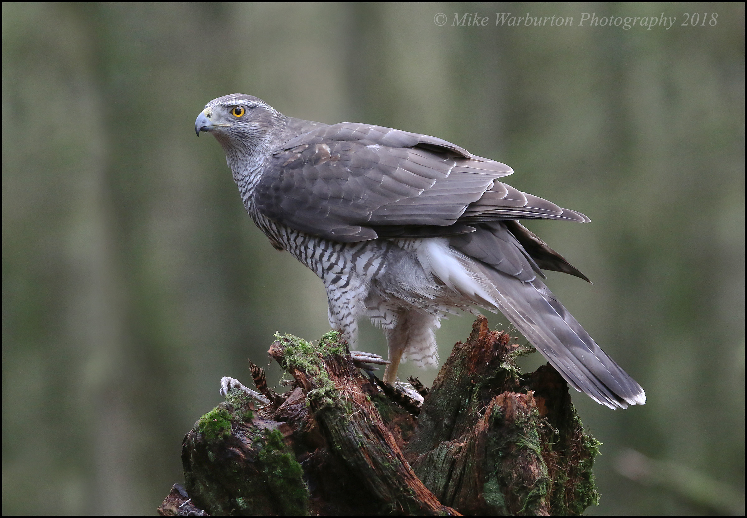 goshawk nest cam