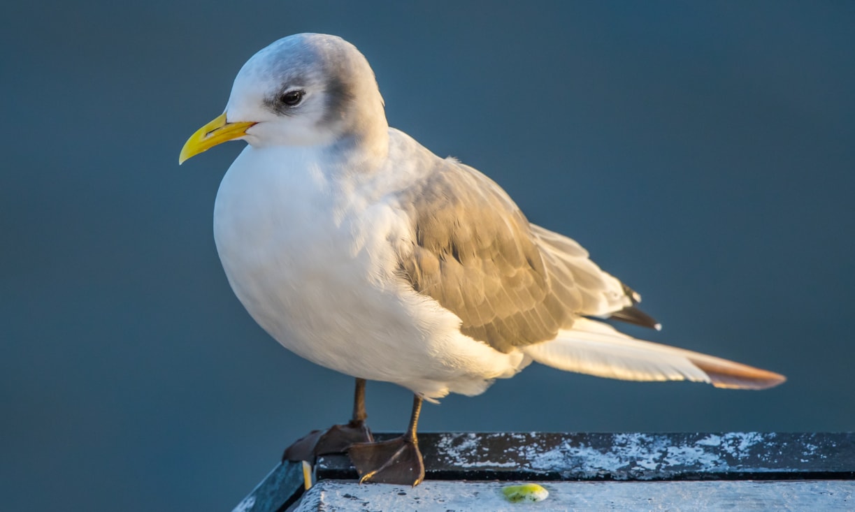 Kittiwake by Peter Garrity BirdGuides
