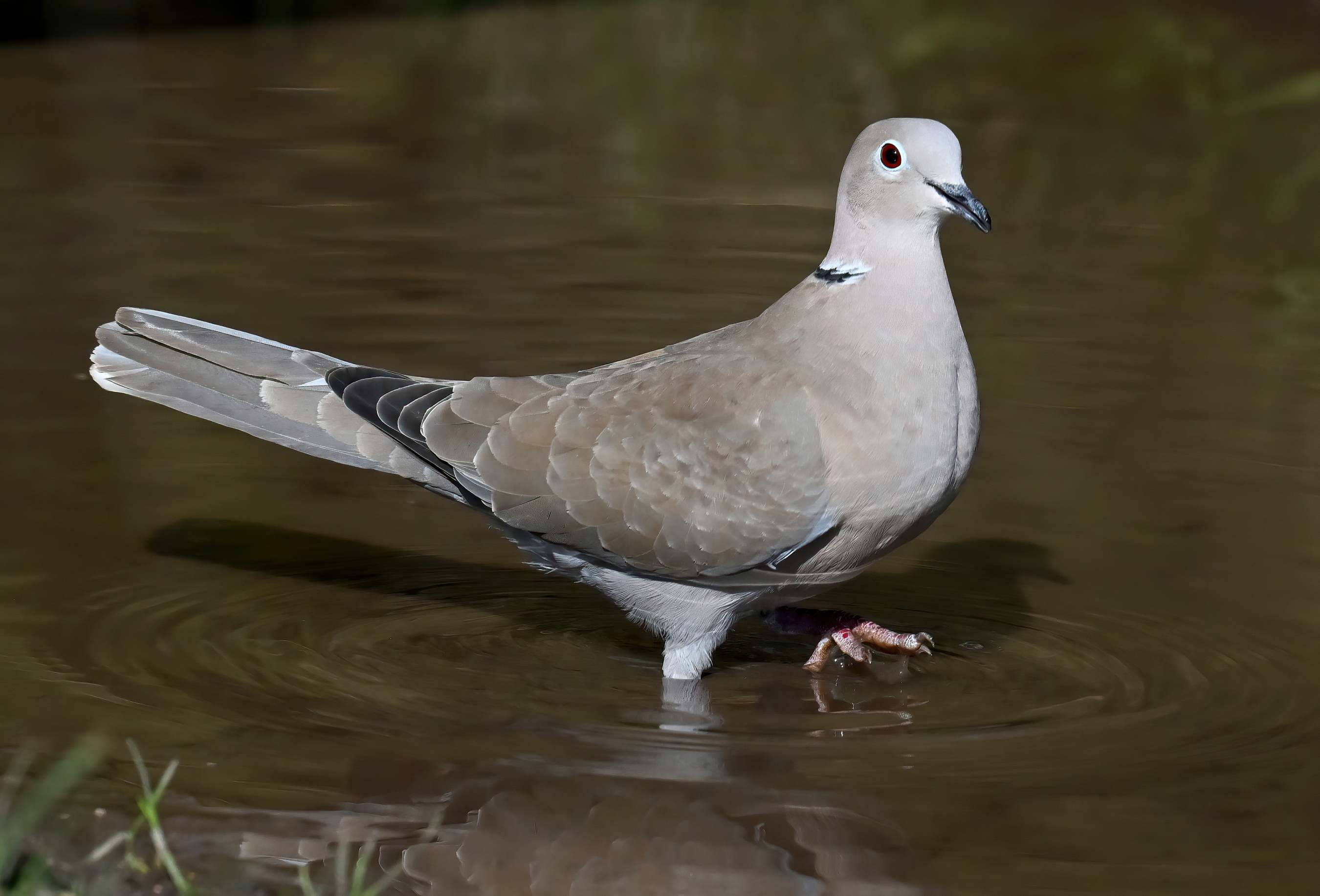 Collared Dove by Carl Bovis BirdGuides