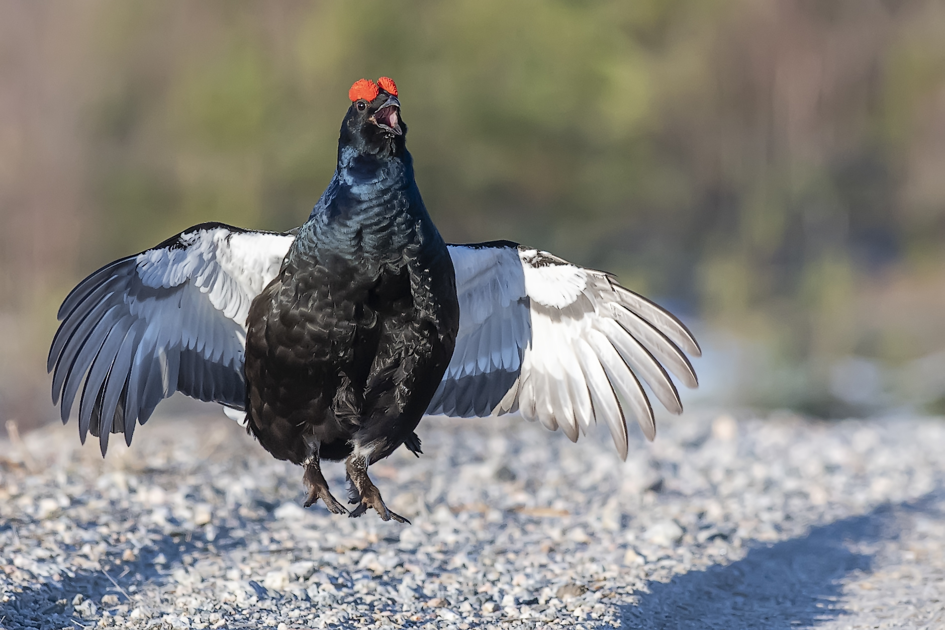 THE  GROUSE & THE BLACK GROUSE セット 081206602132.jpg