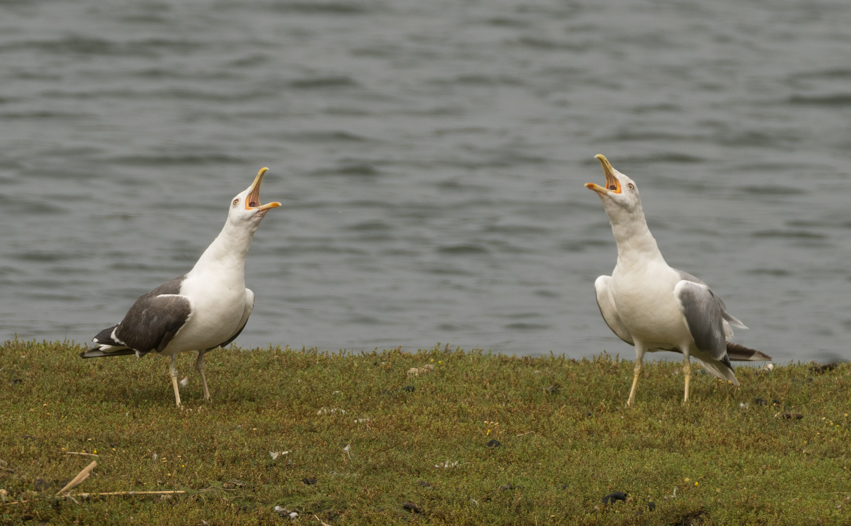 Yellowlegged Gull by Dimitri Moore BirdGuides