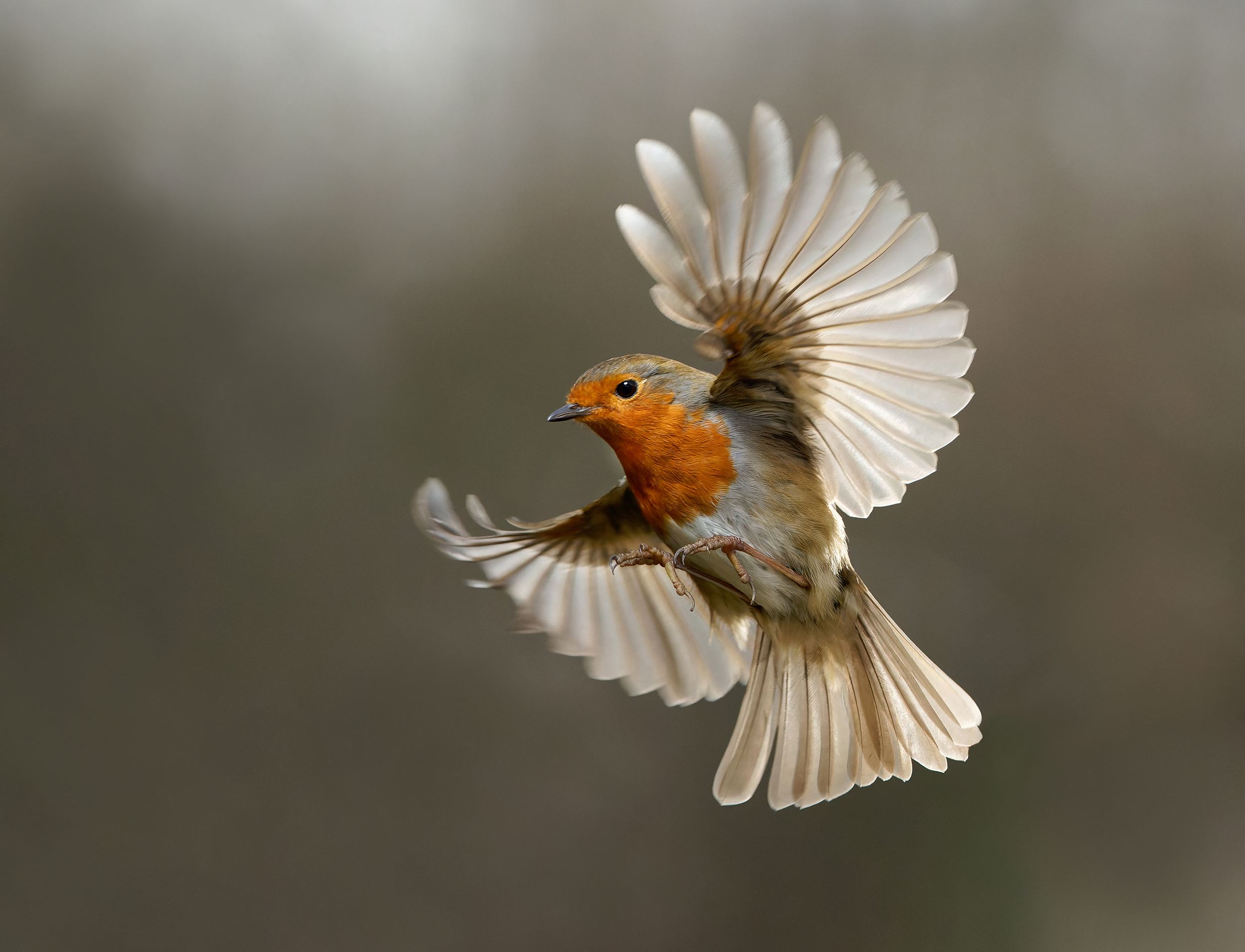 European Robin by Lee O'Dwyer BirdGuides