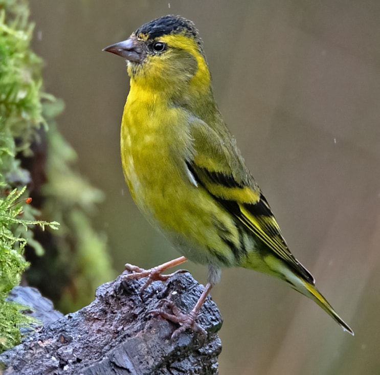 Eurasian Siskin by Wayne Davies - BirdGuides