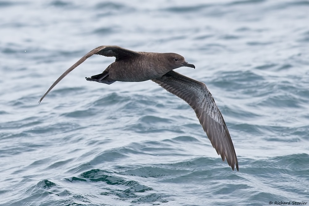 Sooty Shearwater by Richard Stonier BirdGuides