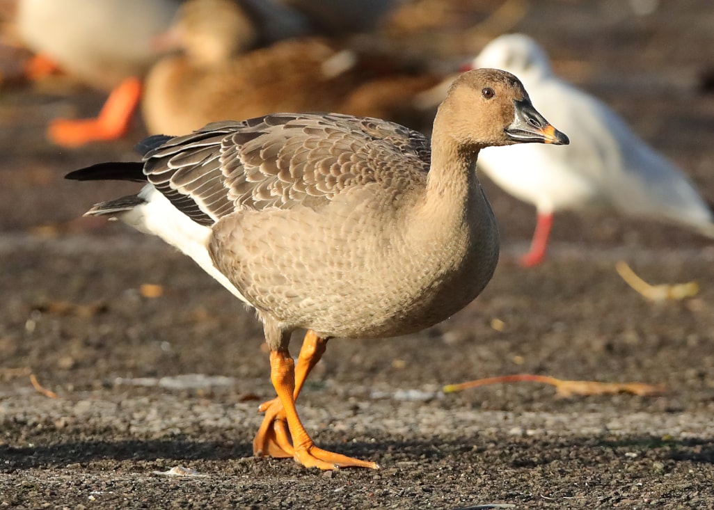 Tundra Bean Goose by Mike Trew BirdGuides
