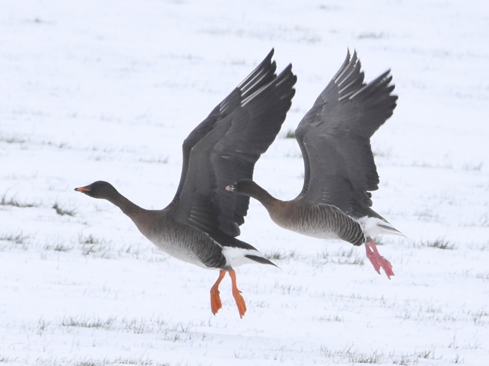 Tundra Bean Goose by Mark Wilkinson BirdGuides