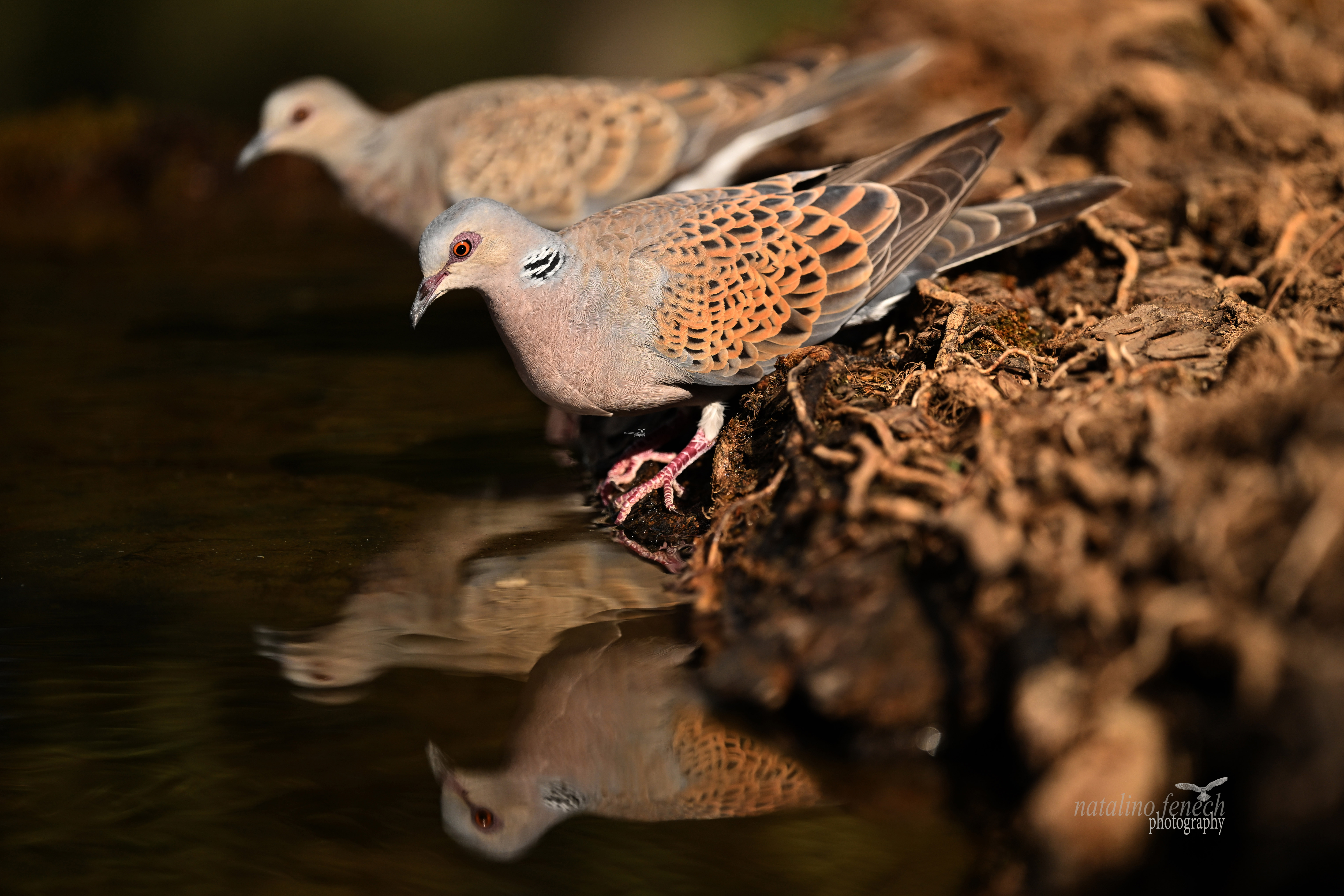 European Turtle Dove bag limit reduced in Morocco BirdGuides
