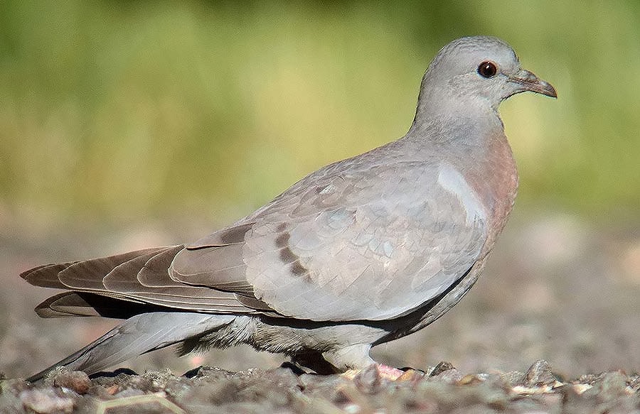 Stock Dove by Barry Woodhouse BirdGuides